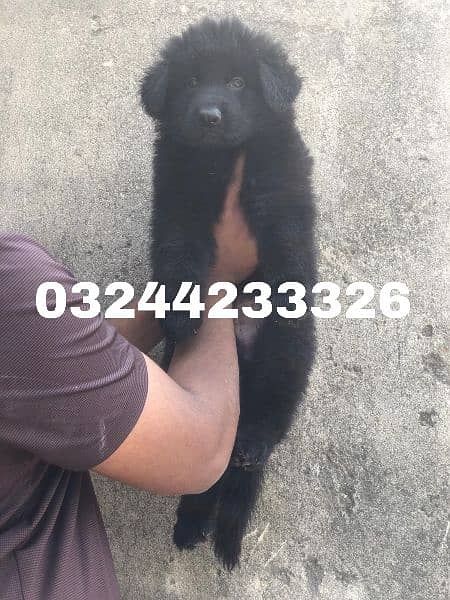 Black / German shepherd puppies for sale 6
