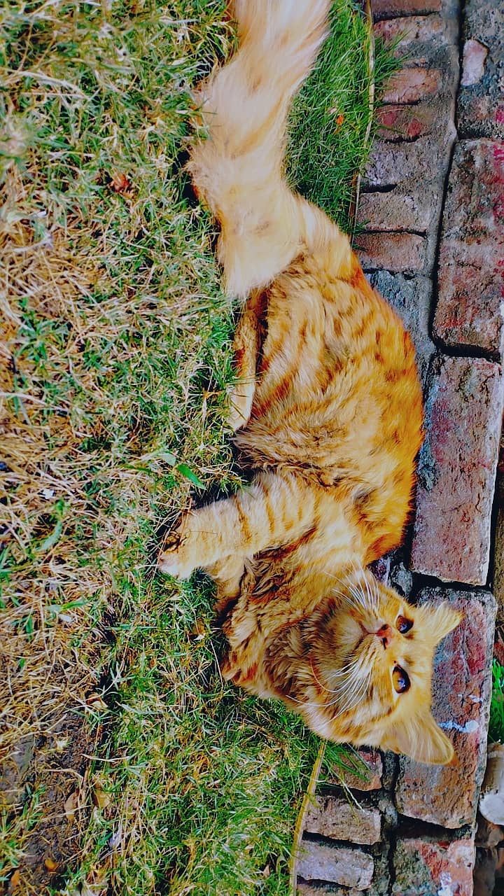 Persian Cat 5