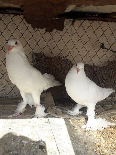 Full white ghubara breeder 2 female 2