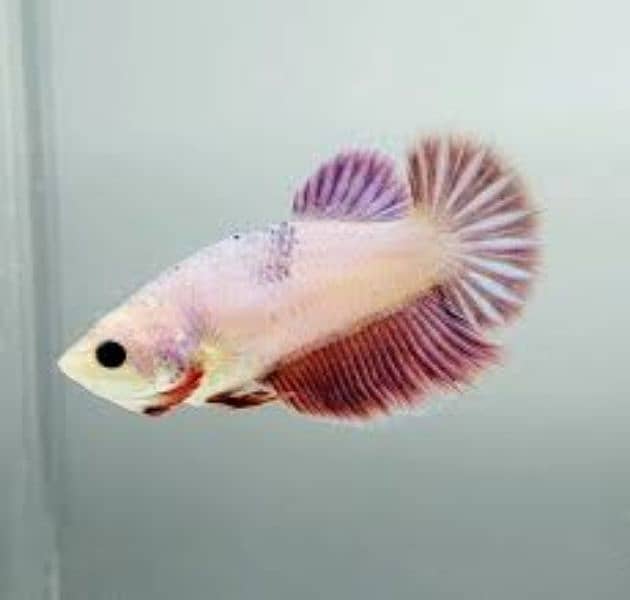 Betta fish male females available 3