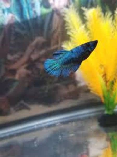 Betta fish male females available 4