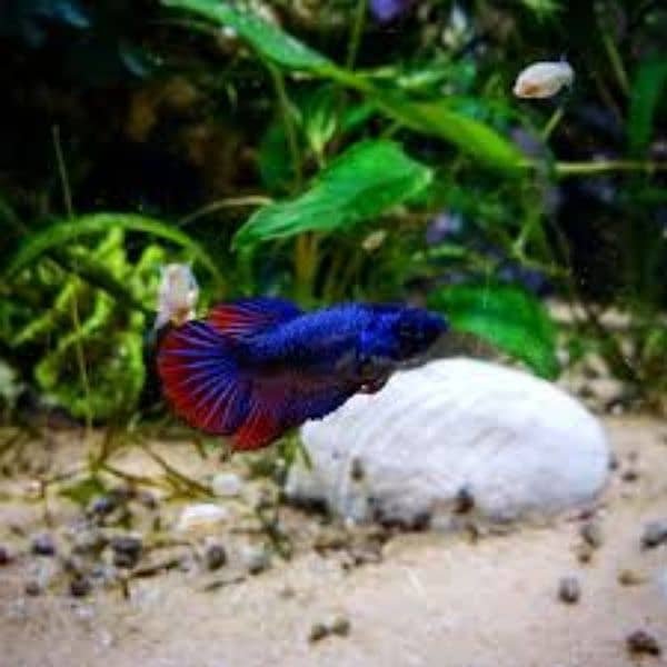 Betta fish male females available 5