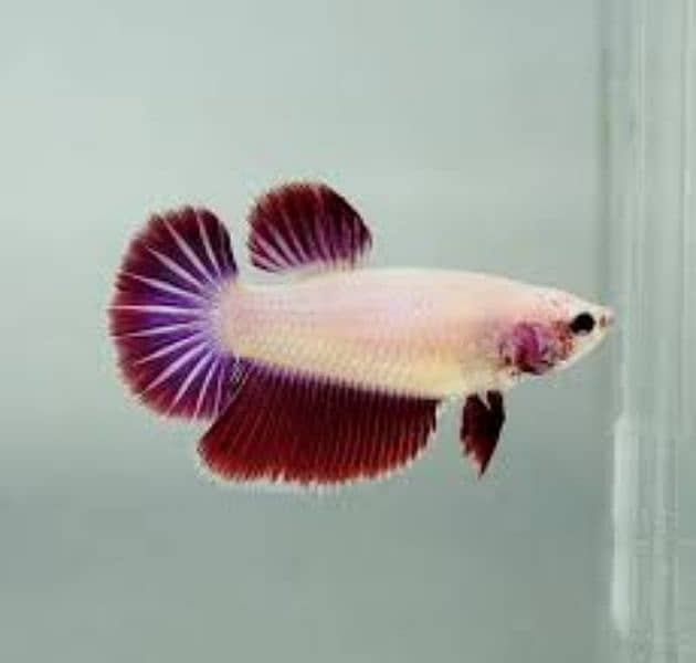 Betta fish male females available 6