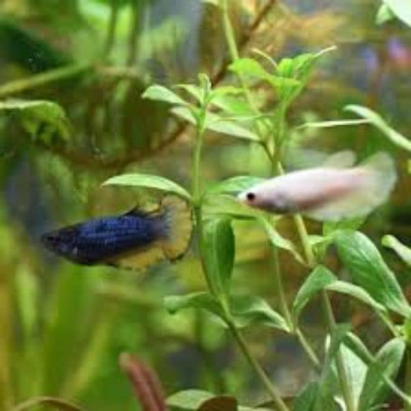Betta fish male females available 7