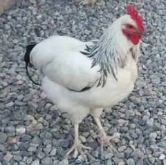 Susex Cock