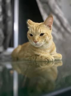 persian cat for adoption