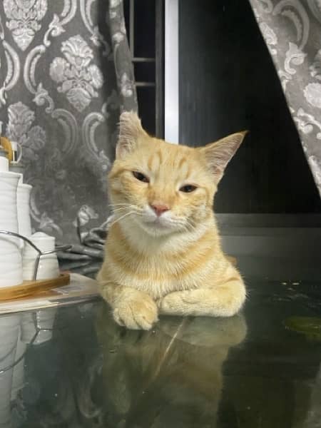 persian cat for adoption 2