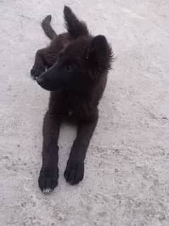black German shepherd female puppy age 2.5 03117723032 contact
