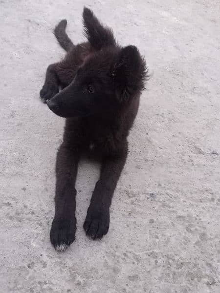 black German shepherd female puppy age 2.5 03117723032 contact 0
