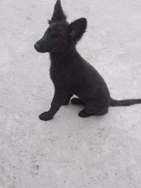 black German shepherd female puppy age 2.5 03117723032 contact 1