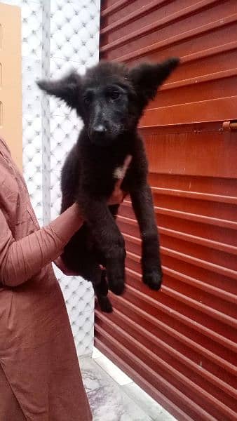 black German shepherd female puppy age 2.5 03117723032 contact 4