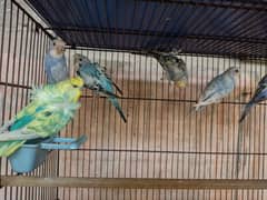 Hogoromo budgies available for sale 0