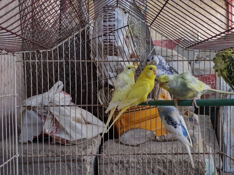 Hogoromo budgies available for sale 1