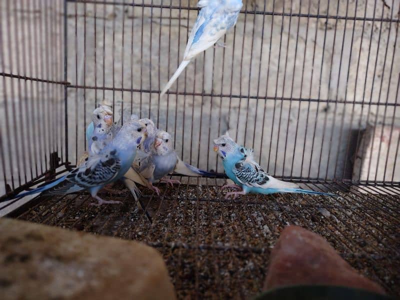 Hogoromo budgies available for sale 2