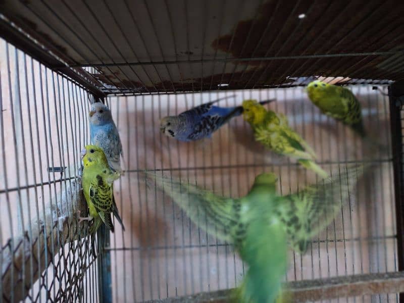 Hogoromo budgies available for sale 3