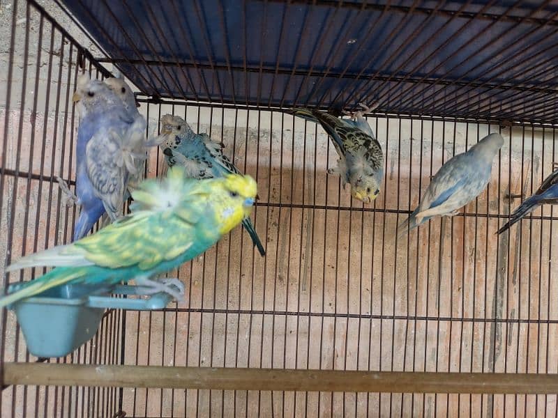 Hogoromo budgies available for sale 4
