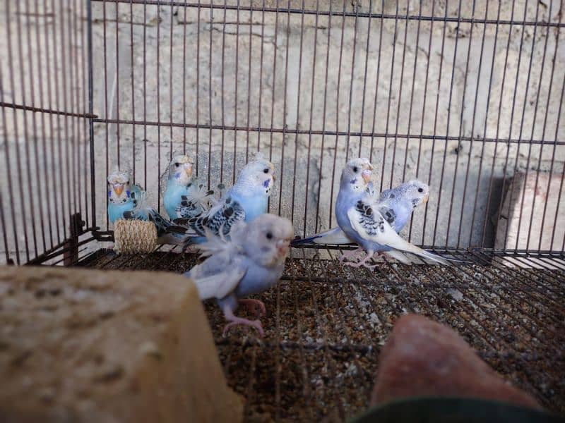 Hogoromo budgies available for sale 5