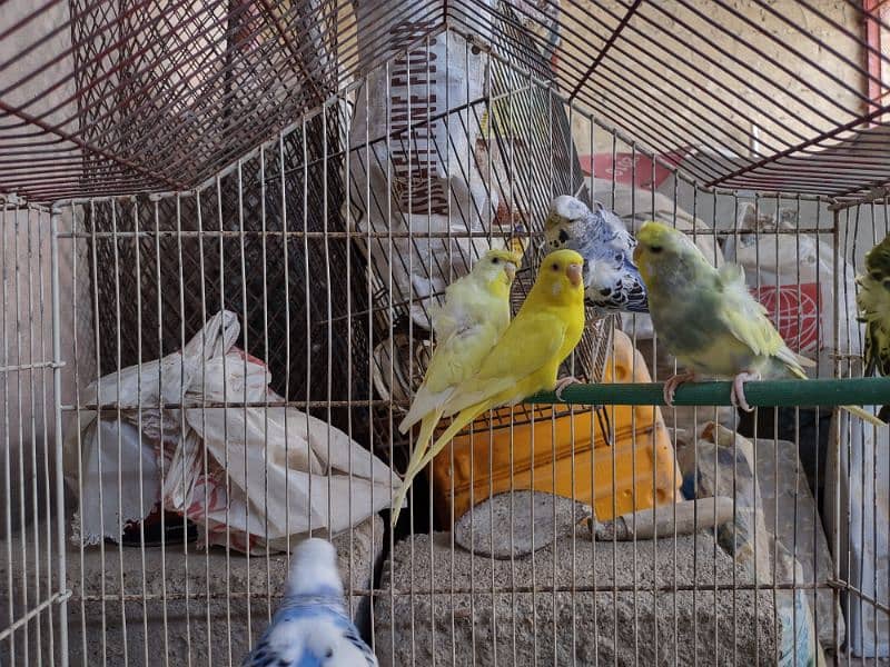 Hogoromo budgies available for sale 6