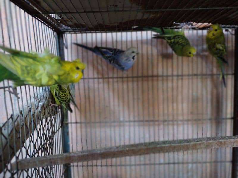 Hogoromo budgies available for sale 7