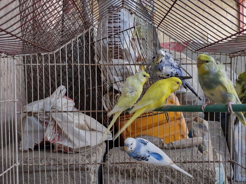 Hogoromo budgies available for sale 8
