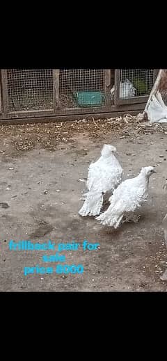 Frillback, Sentinent,Lakaa pigeons for sale