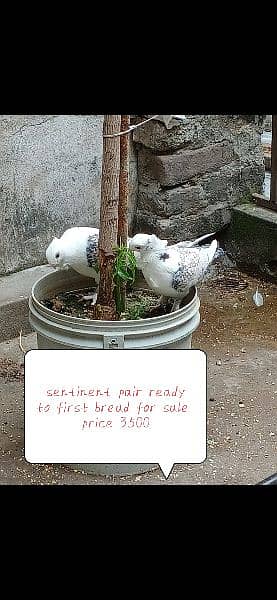 Frillback, Sentinent,Lakaa pigeons for sale 1