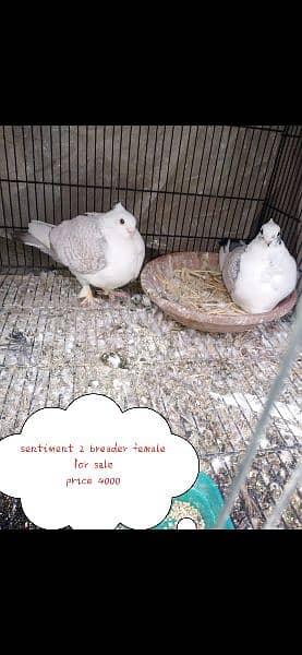 Frillback, Sentinent,Lakaa pigeons for sale 3
