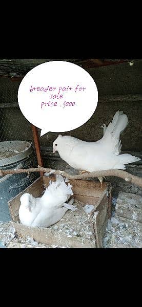 Frillback, Sentinent,Lakaa pigeons for sale 4