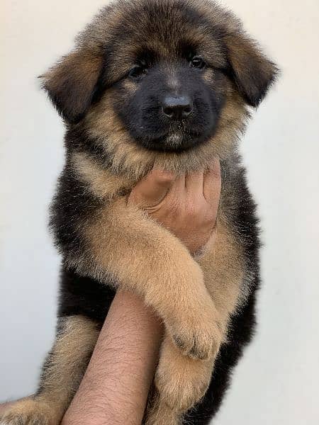 Long Hair GSD Puppies available 1
