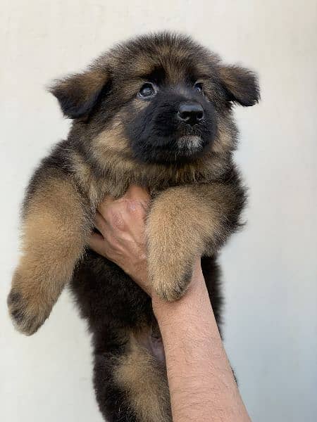Long Hair GSD Puppies available 2