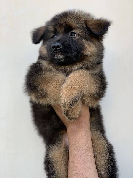 Long Hair GSD Puppies available 3