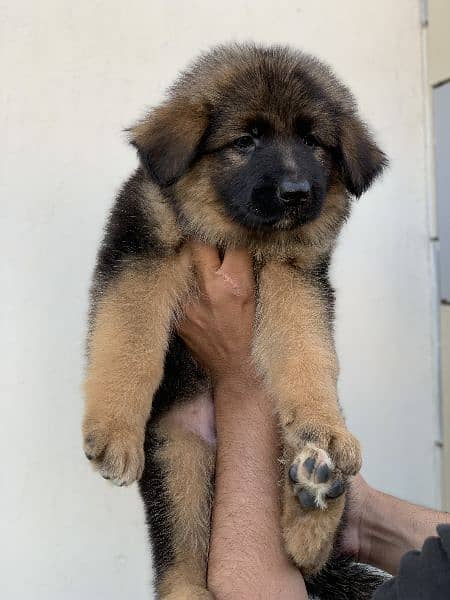 Long Hair GSD Puppies available 4