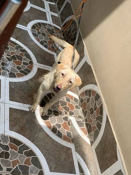 Labrador Female Skin Puppy 4 Months Active & Playful 0