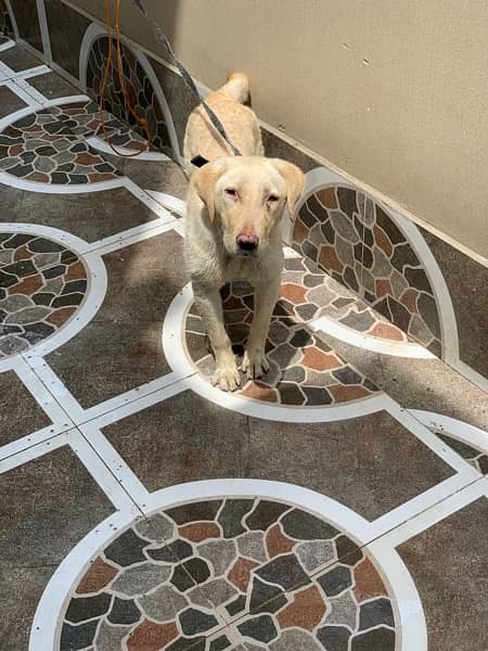 Labrador Female Skin Puppy 4 Months Active & Playful 7