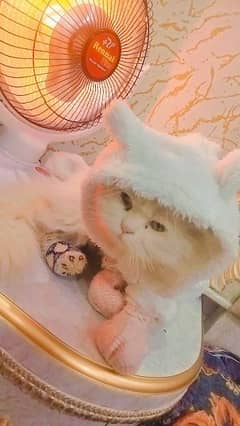 Beautiful Doll face Persian Cat