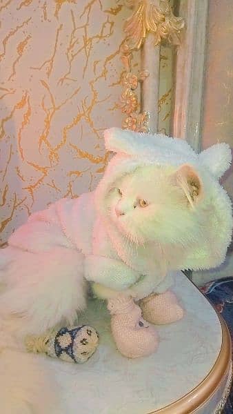 Beautiful Doll face Persian Cat 1