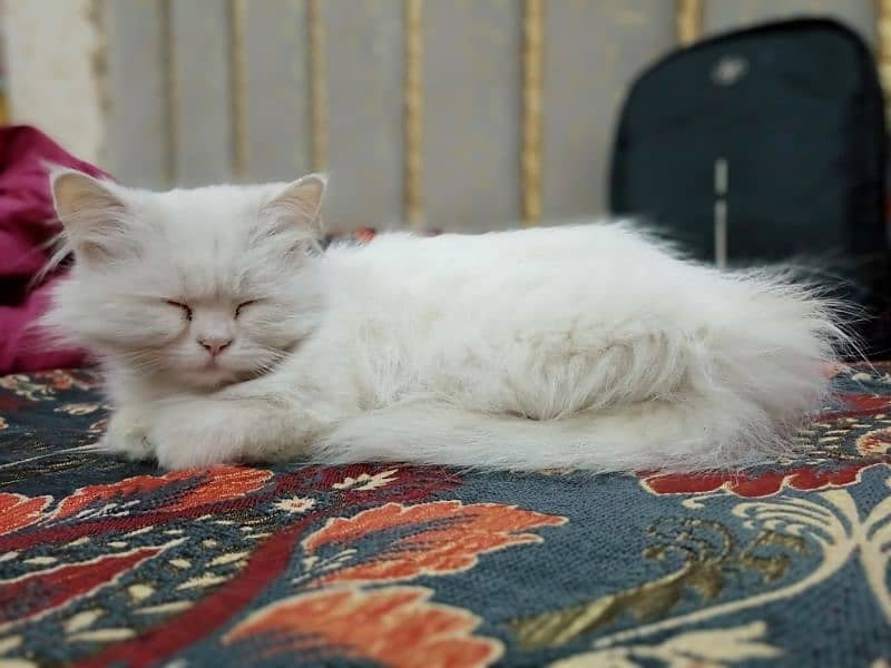 Beautiful Doll face Persian Cat 2