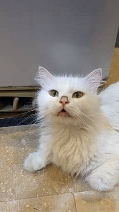 Persian cat on adoption