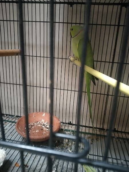 cage, parrot pair and finches pairs 3