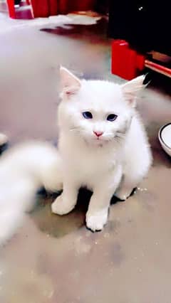 Baby Persian Cat