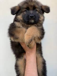 Long Hair GSD Puppies available