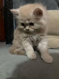 Cute kitten for sale