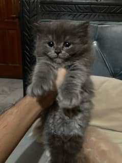 Kitten’s for sale