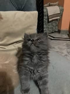 healthy Kittens for sale