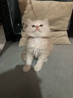 Cute kitten for sale