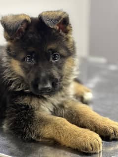 German Shepherd Puppies/german shepherd puppies/GSD/dog for sale 0