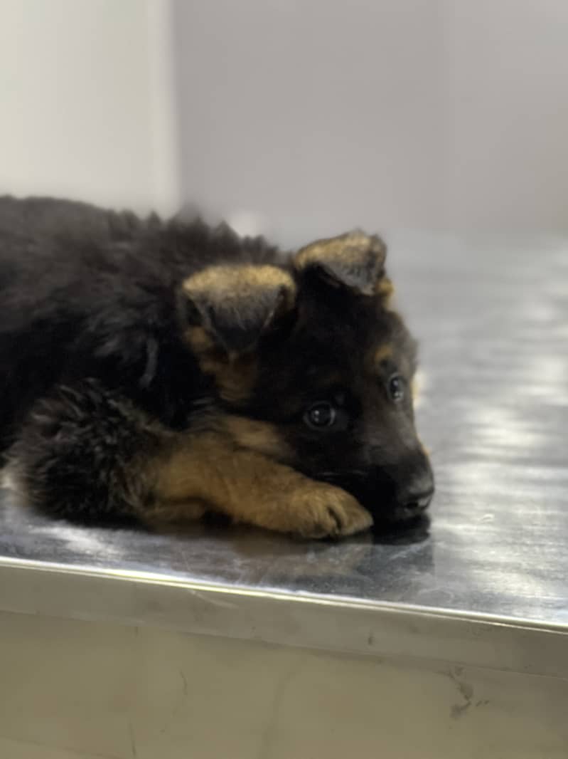 German Shepherd Puppies/german shepherd puppies/GSD/dog for sale 1