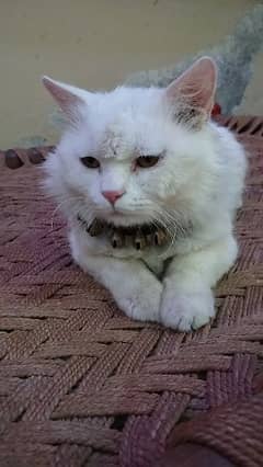 Persian triple cot male cat