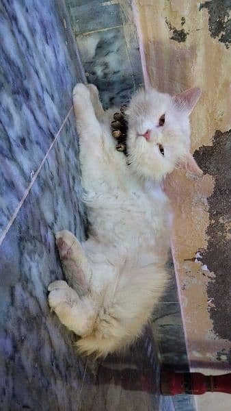 Persian triple cot male cat 2