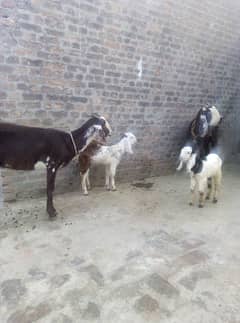 2 Goat and 3 bachay